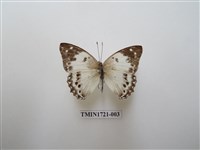 藏品(白蛺蝶)的圖片